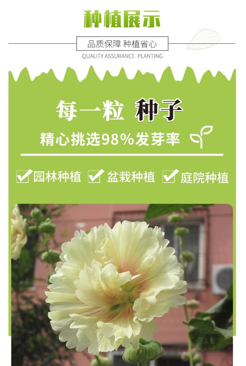 重瓣蜀葵花种子锦葵宿根多年生盆栽四季开花不断易活春季夏花