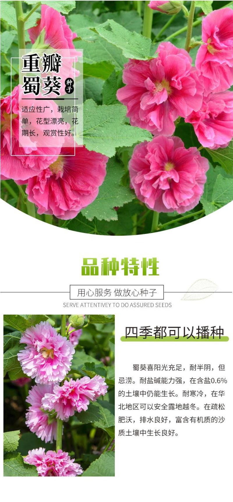重瓣蜀葵花种子锦葵宿根多年生盆栽四季开花不断易活春季夏花