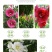 重瓣蜀葵花种子锦葵宿根多年生盆栽四季开花不断易活春季夏花