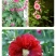 重瓣蜀葵花种子锦葵宿根多年生盆栽四季开花不断易活春季夏花