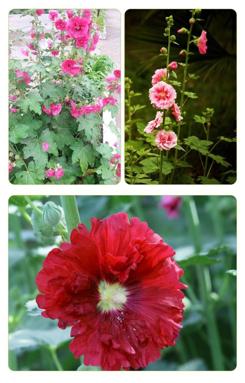 重瓣蜀葵花种子锦葵宿根多年生盆栽四季开花不断易活春季夏花