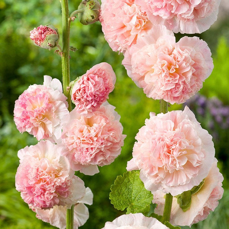 重瓣蜀葵花种子锦葵宿根多年生盆栽四季开花不断易活春季夏花