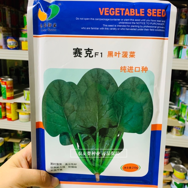 丹麦进口黑叶菠菜种子杂交一代菠菜新品种抗病直立性好