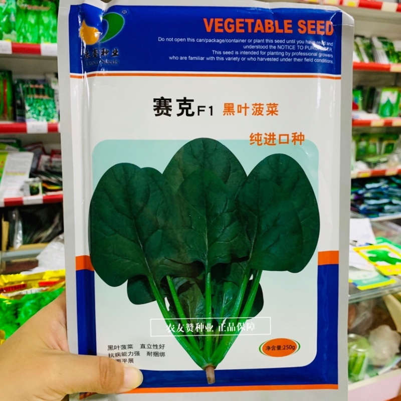 丹麦进口黑叶菠菜种子杂交一代菠菜新品种抗病直立性好