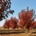 丛生美国红枫，规格齐全量大从优，欢迎实地考察看货