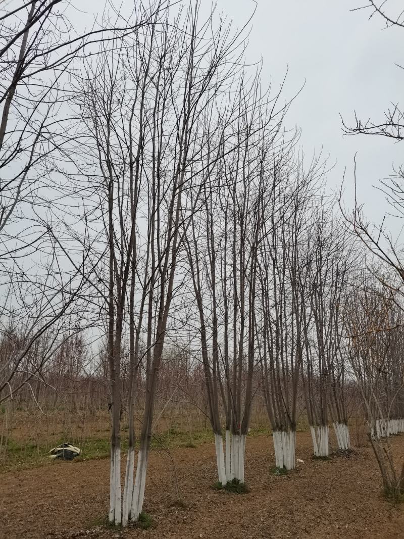 丛生美国红枫，规格齐全量大从优，欢迎实地考察看货