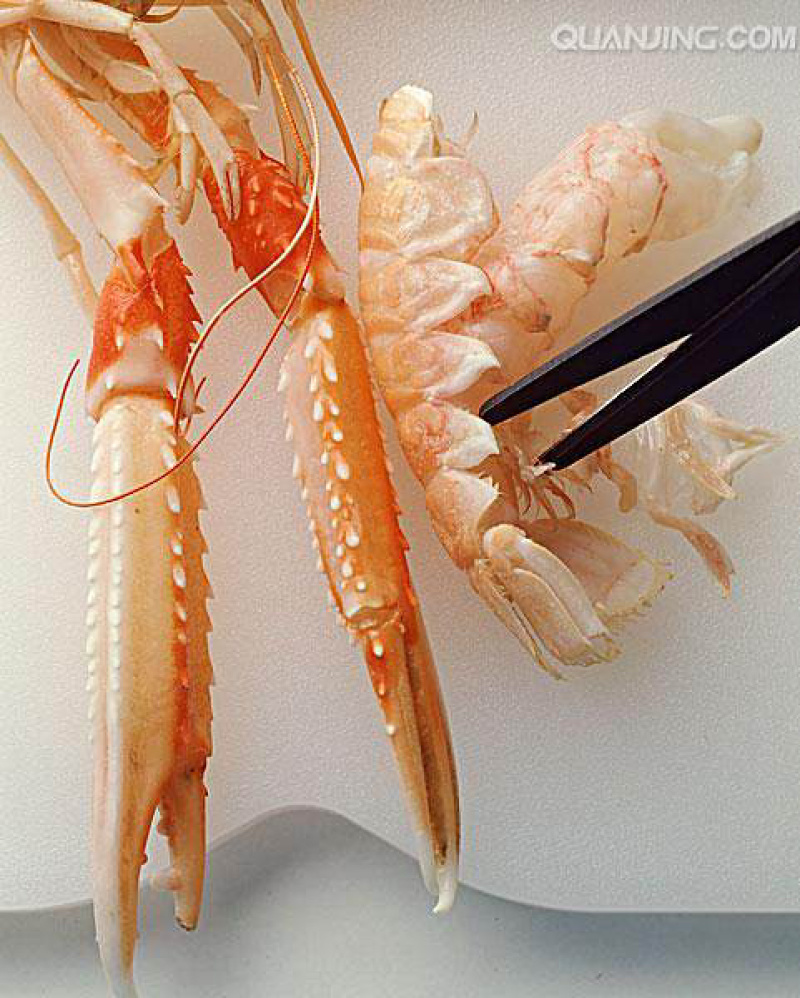海陆臻鲜舟山远海精品超大个鳌虾1斤5-6个