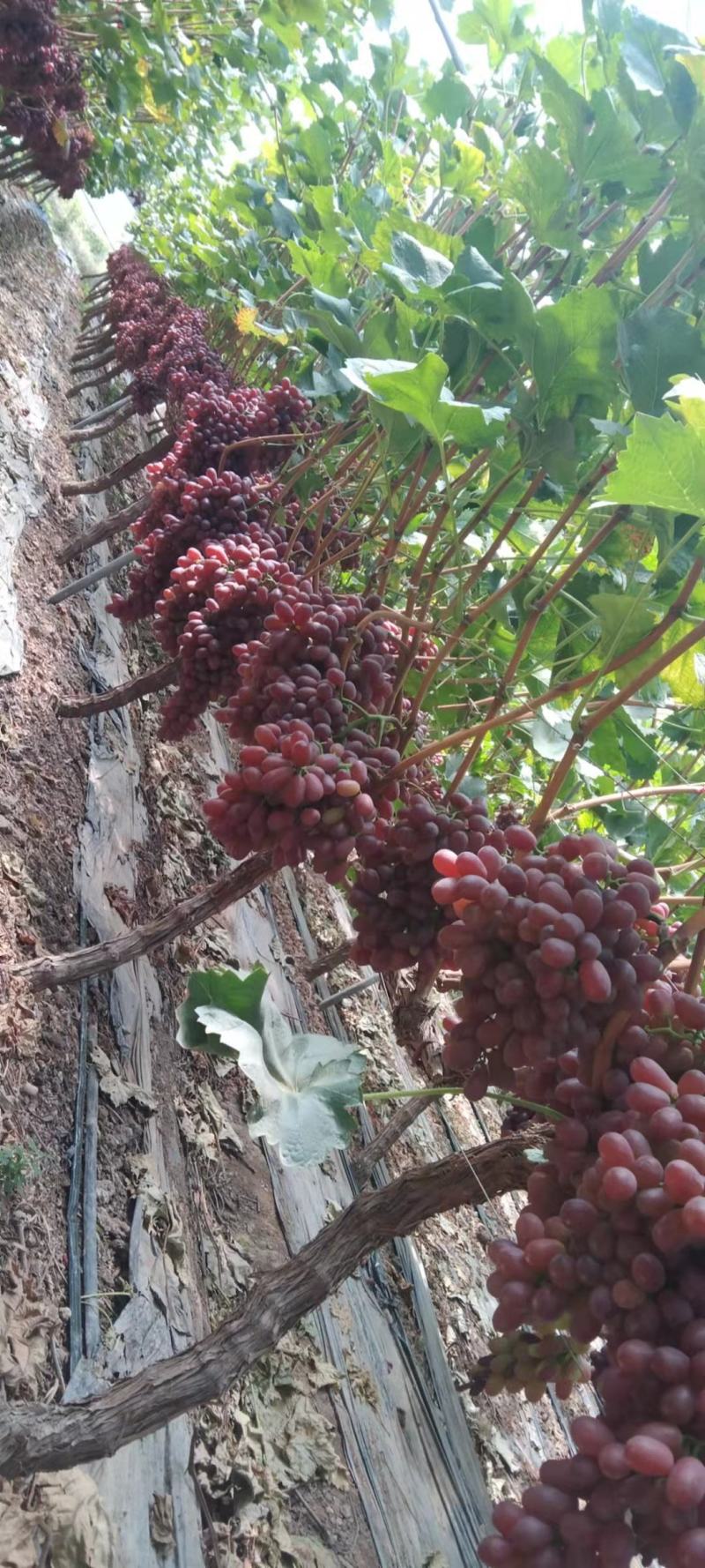 四川西昌克伦生，颜色鲜艳，品质好，味道甜，欢迎采购