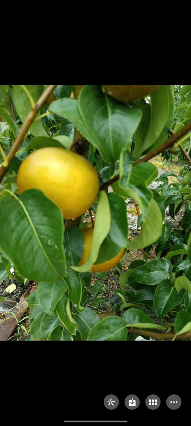 圆黄梨大量上市