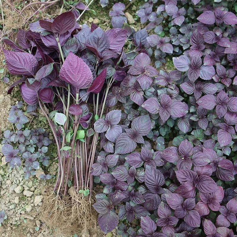 水晶双面紫苏种子可食用紫苏全籽四季苏子蔬菜盆栽香草籽