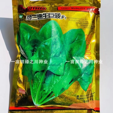 荷兰引进菠菜一代杂交菠菜种子高产抗病大叶厚叶菠菜种籽