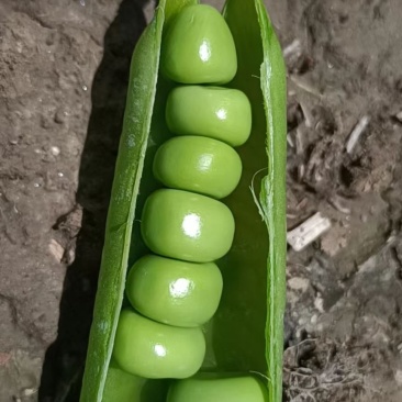长寿仁青豌豆