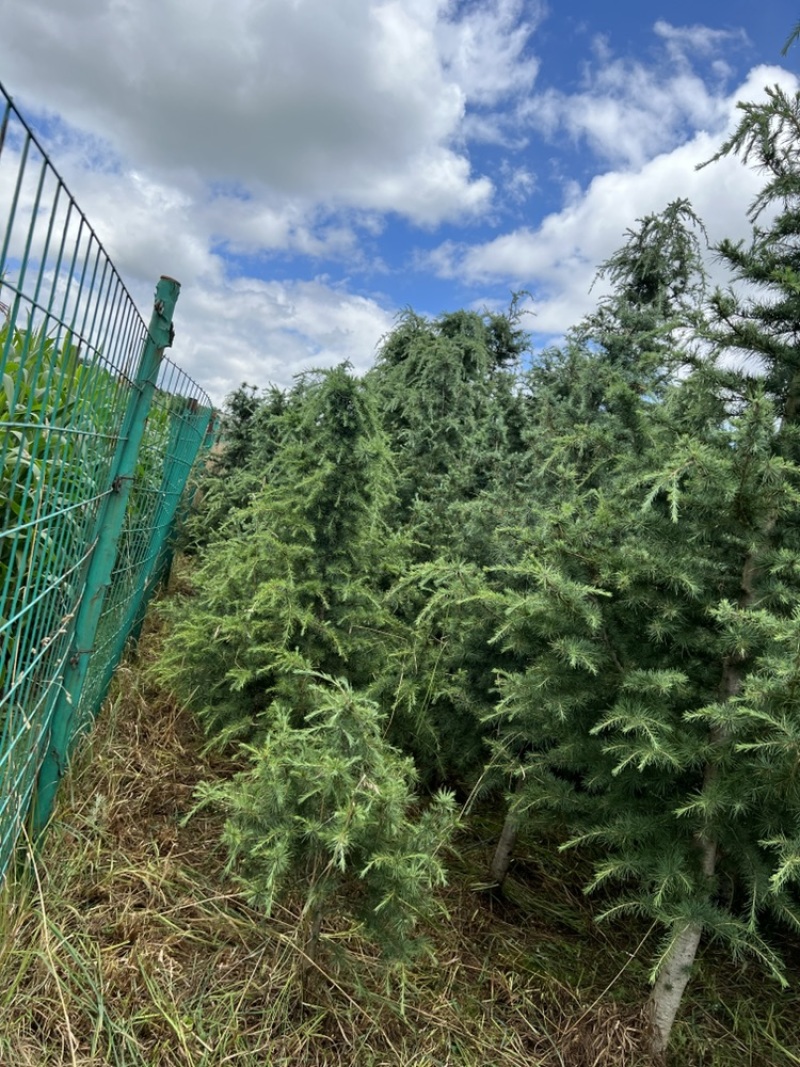 云南松你值得拥有的好苗