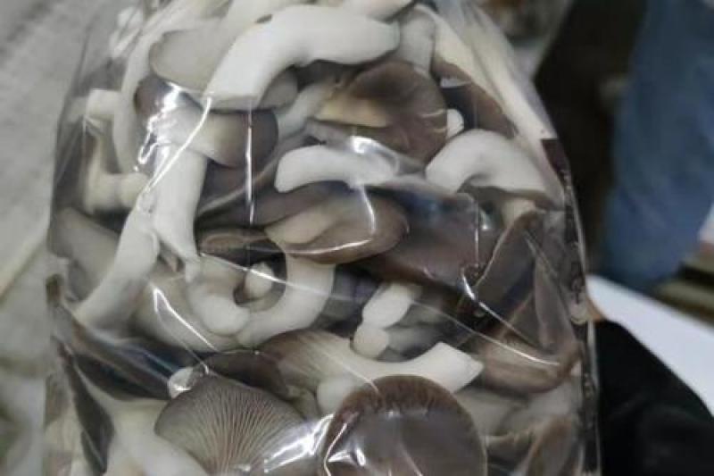 秀珍菇