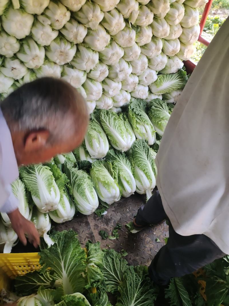 旬邑大白菜，万亩基地，根据客户的要求24小时不间断出货。