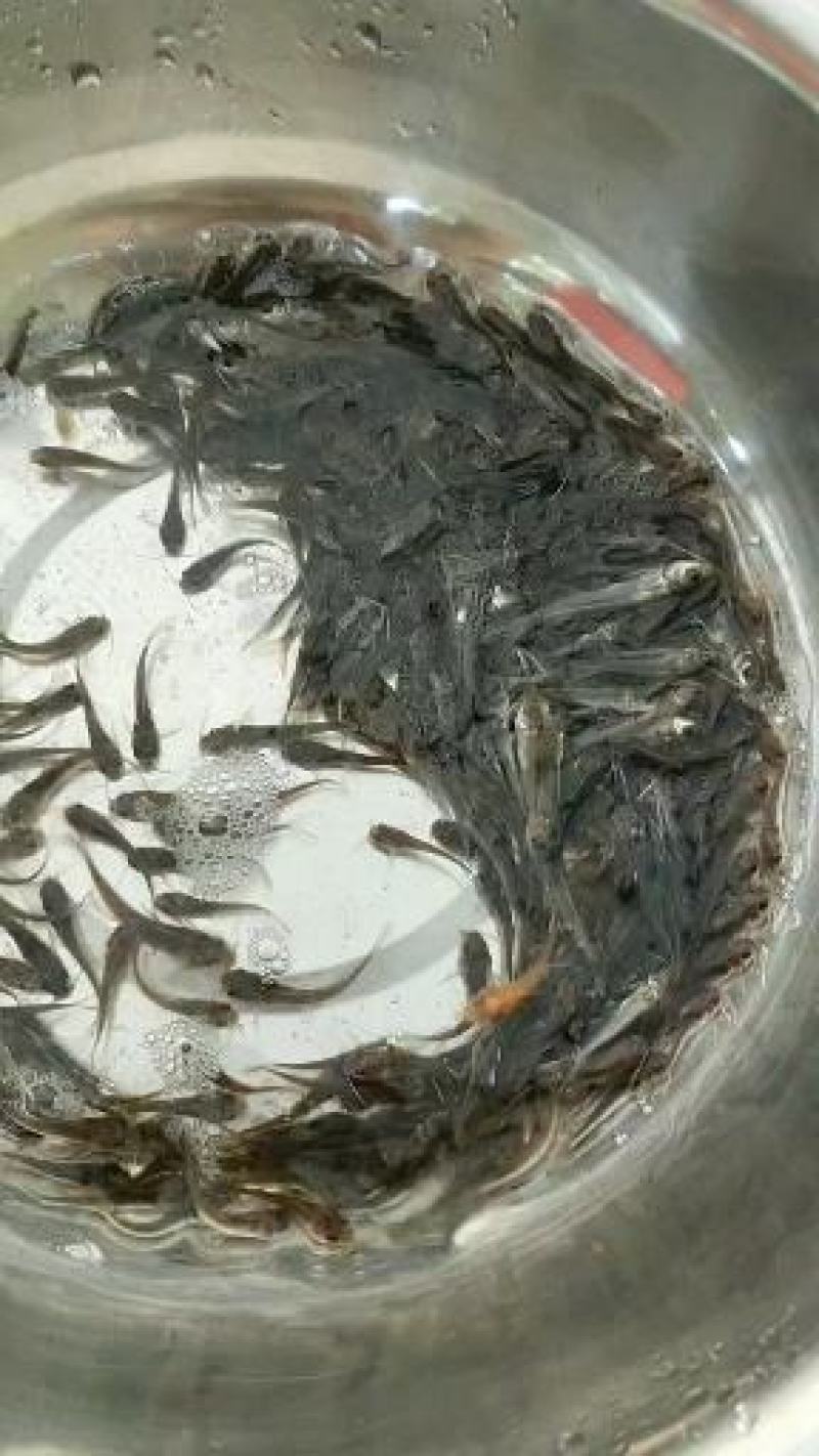 【叉尾鮰鱼苗】斑点叉尾鱼苗成活率高养殖效益高一手货源