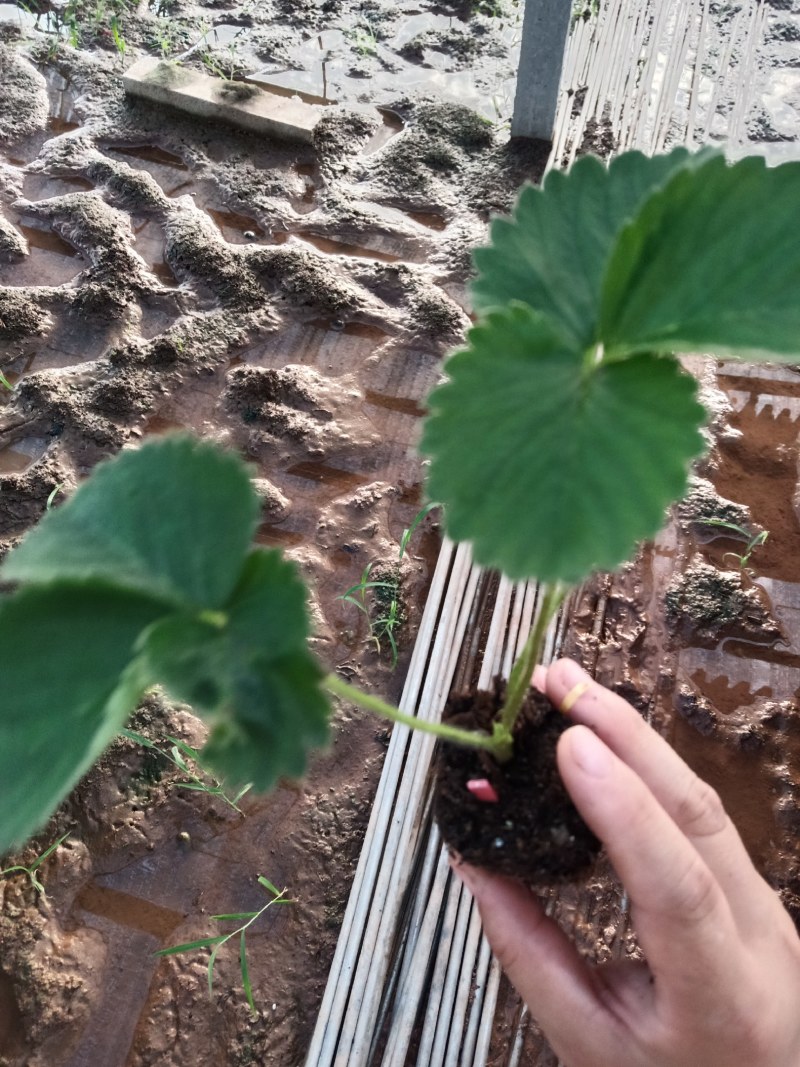 穴盘苗