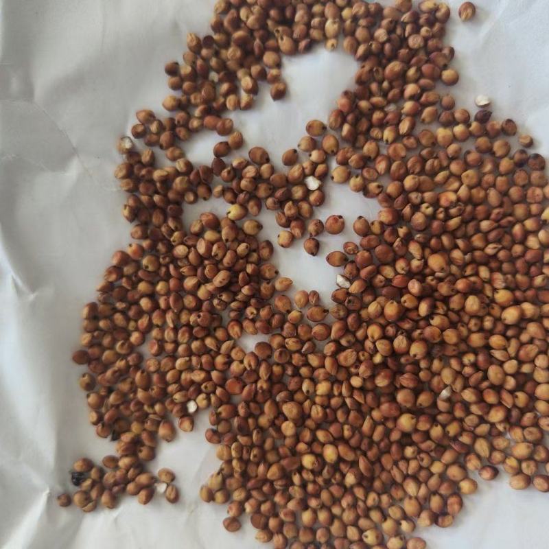 精品高粱小颗粒小红梁耐蒸煮，出酒率高，酿酒专用