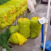 万亩香玲核桃