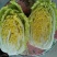 高原夏季蔬菜