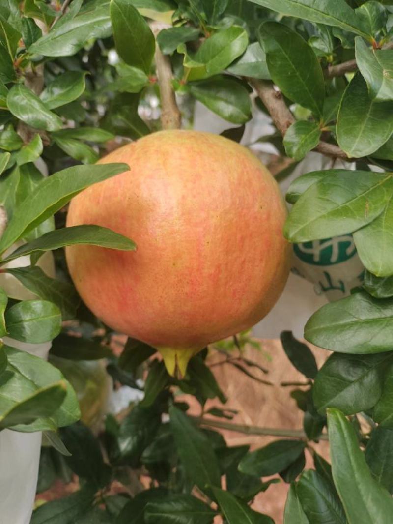 突尼斯软籽石榴