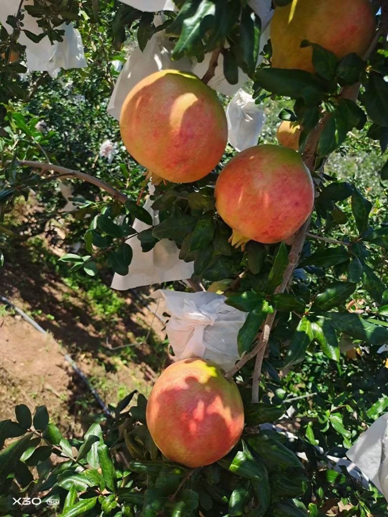 突尼斯软籽石榴