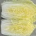【精品】白菜,娃娃菜,质量保障无黑根,无烧心。个头大单个2斤