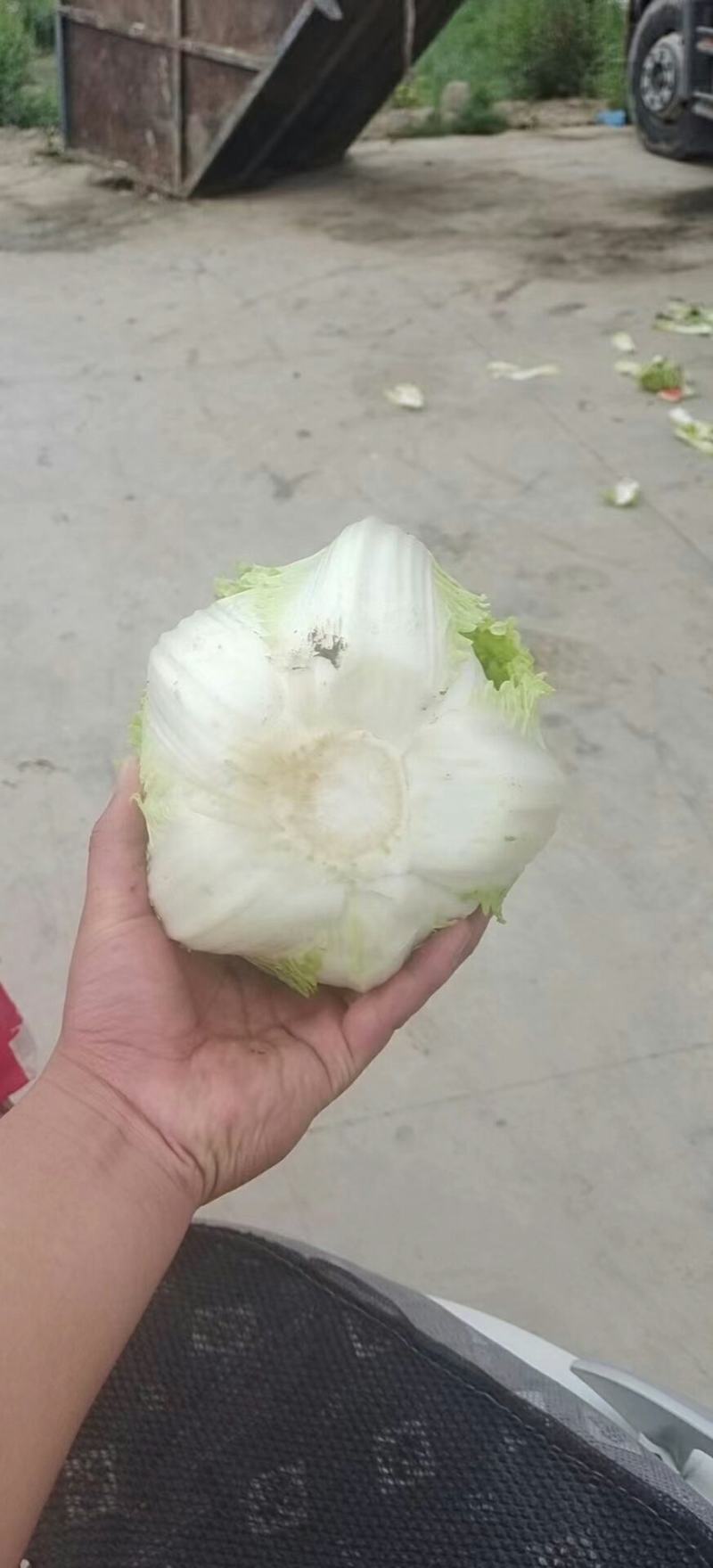 【精品】白菜，娃娃菜，质量保障无黑根，无烧心。个头大单个2斤