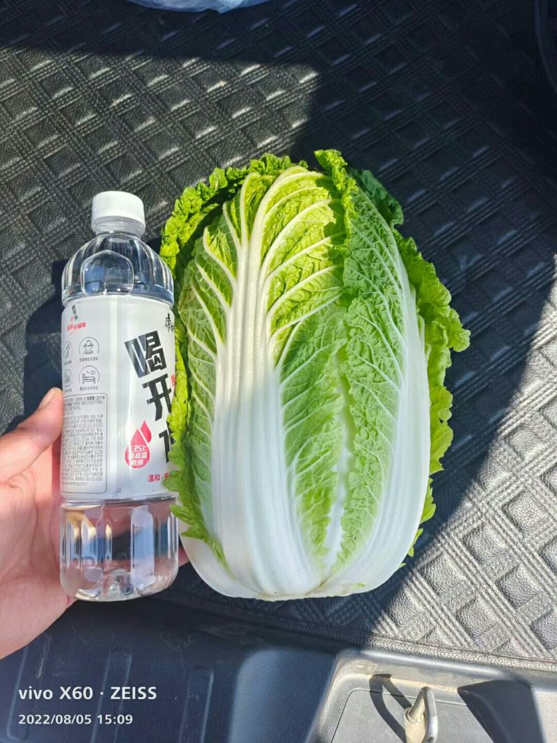 【精品】白菜，娃娃菜，质量保障无黑根，无烧心。个头大单个2斤