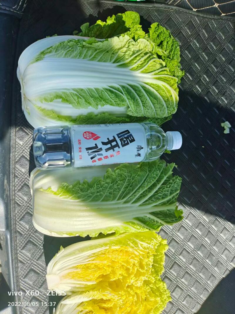 【精品】白菜，娃娃菜，质量保障无黑根，无烧心。个头大单个2斤