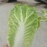 【精品】白菜,娃娃菜,质量保障无黑根,无烧心。个头大单个2斤
