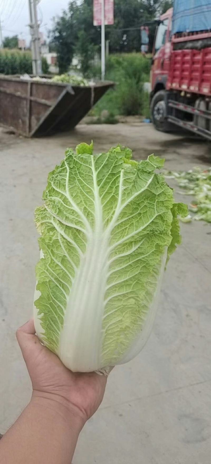 【精品】白菜，娃娃菜，质量保障无黑根，无烧心。个头大单个2斤