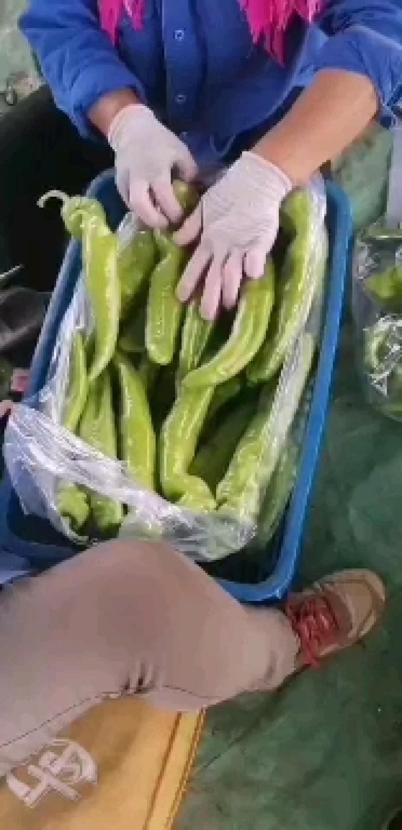 【辣椒】辽宁精品鲜辣椒尖椒产地直供保质保量欢迎选购