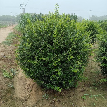 水蜡球自家苗圃苗子不错产地直销有需要的老板联系