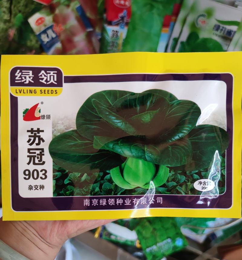 苏冠903杂交苏州青种子，20克，株高13厘米