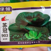 苏冠903杂交苏州青种子，20克，株高13厘米