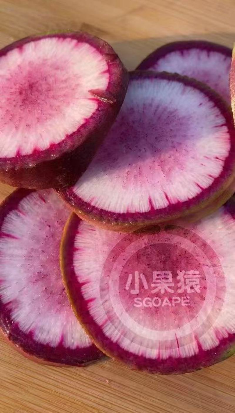 冰激凌甜心水果萝卜种子甜脆型糖心紫皮萝卜种孑春秋大田用种