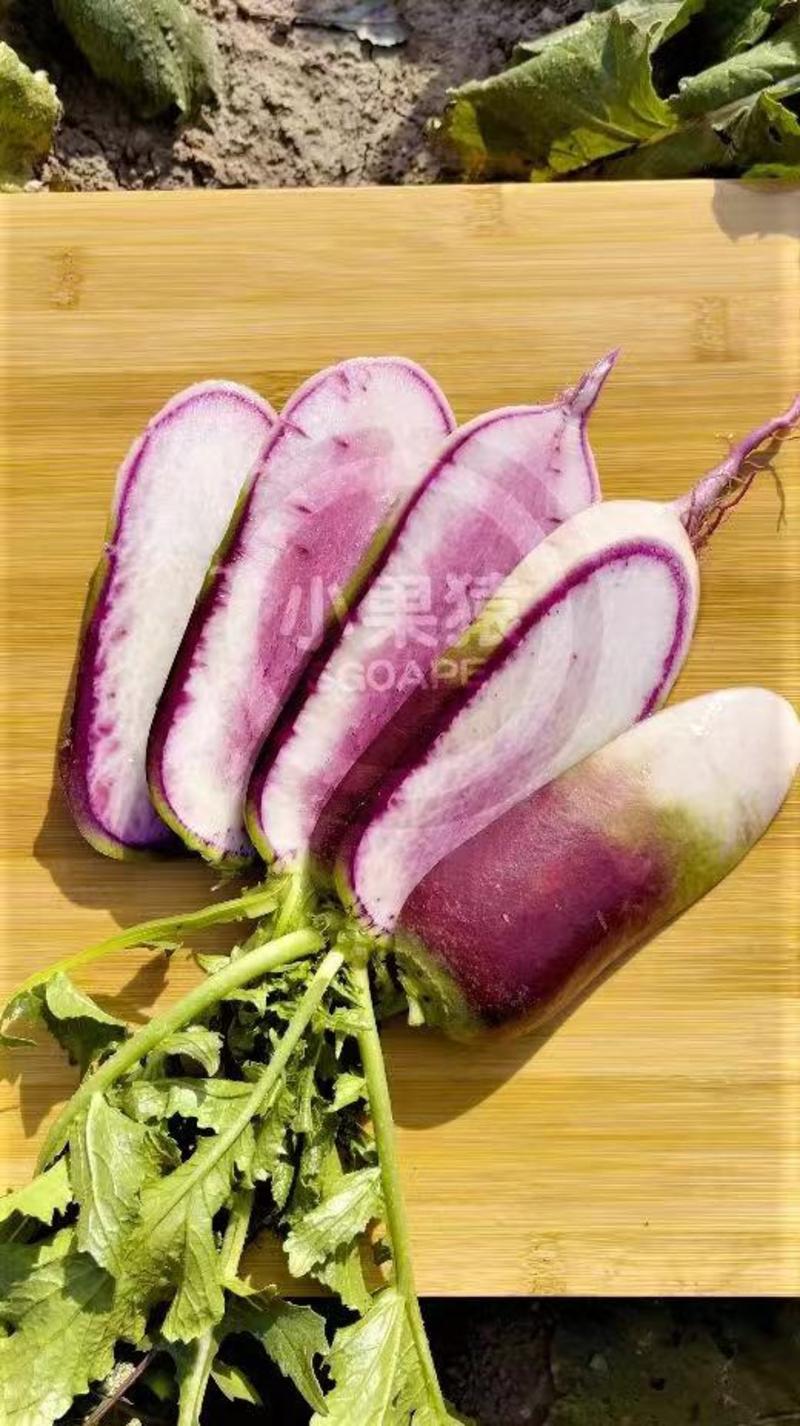 冰激凌甜心水果萝卜种子甜脆型糖心紫皮萝卜种孑春秋大田用种