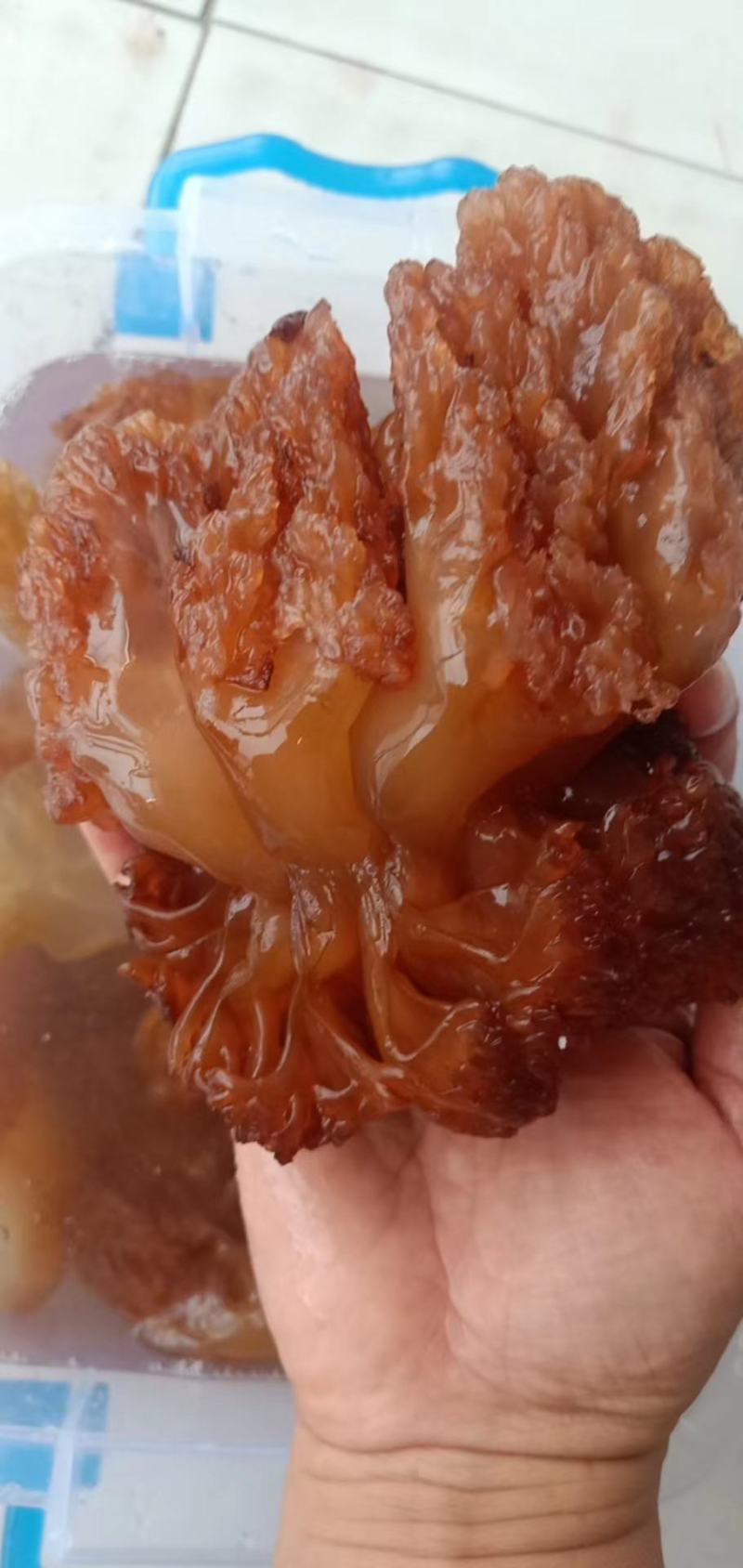 海蜇单角红头红皮规格齐全产地直发