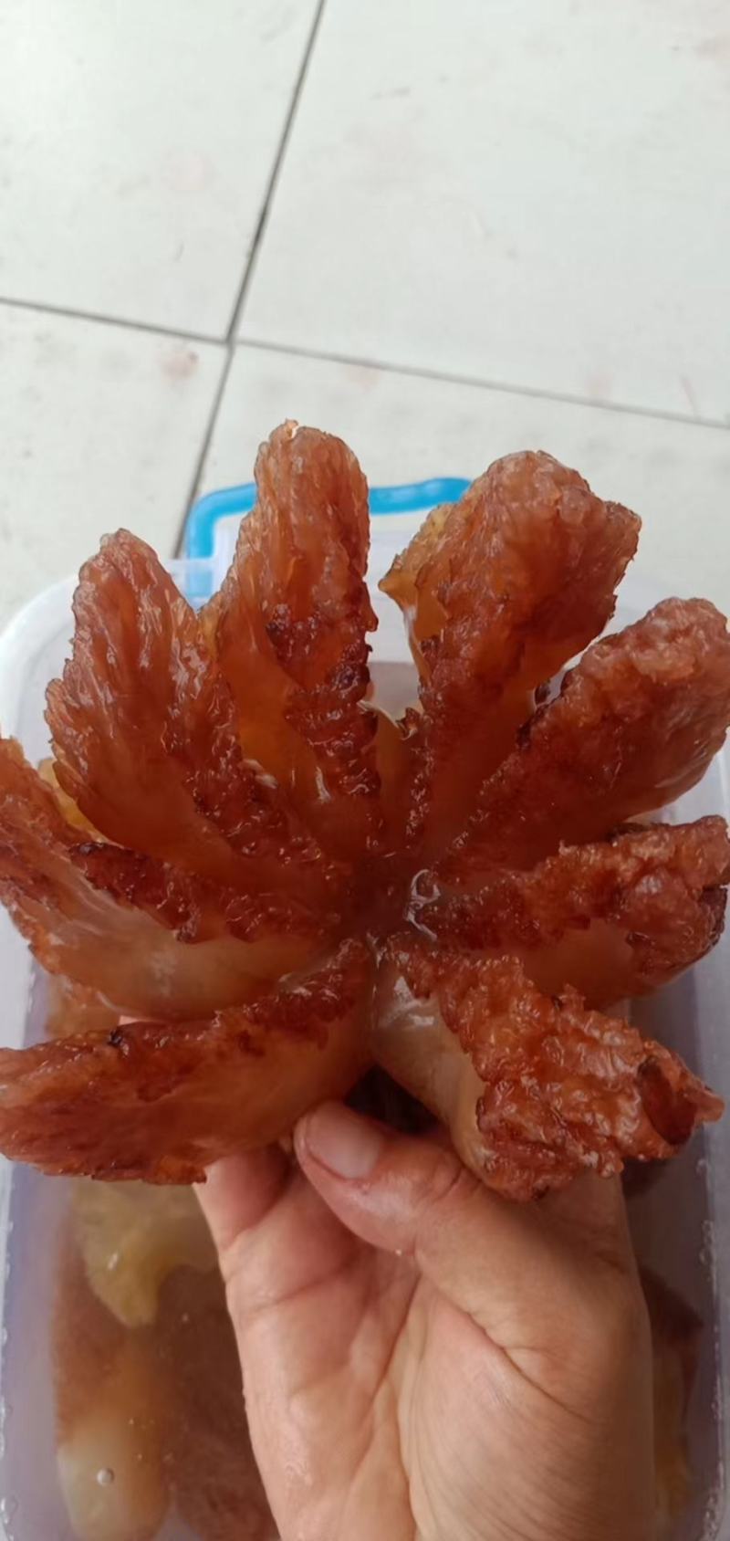 海蜇单角红头红皮规格齐全产地直发