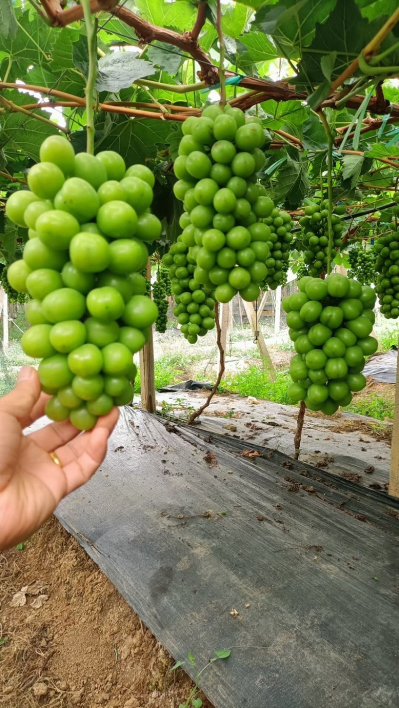 陕西渭南阳光玫瑰葡萄品种繁多货源充足口感好需要的抓紧时间