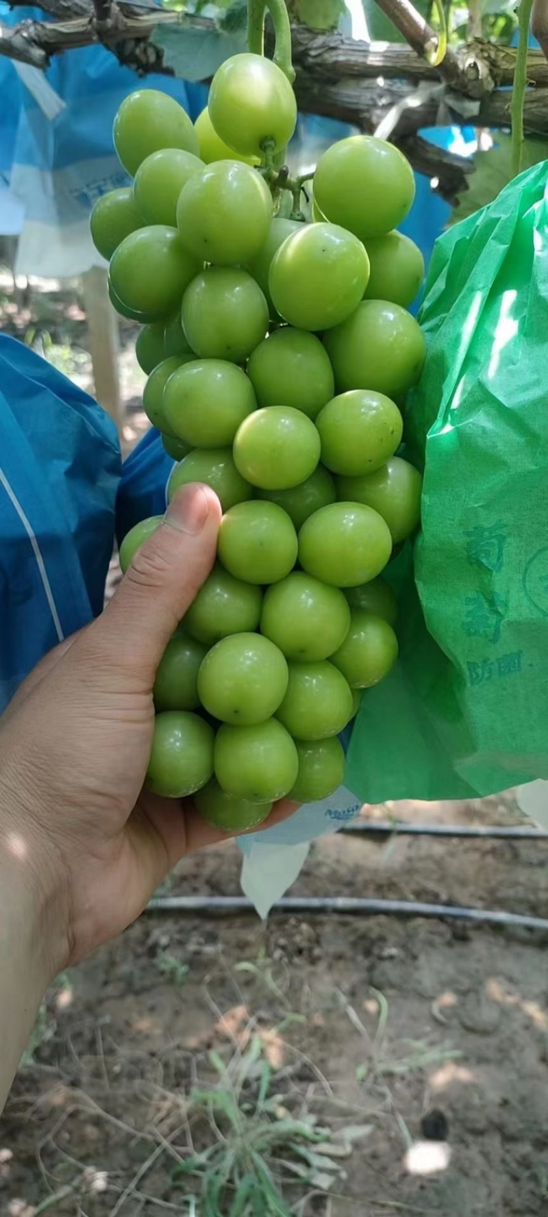 陕西渭南阳光玫瑰葡萄品种繁多货源充足口感好需要的抓紧时间