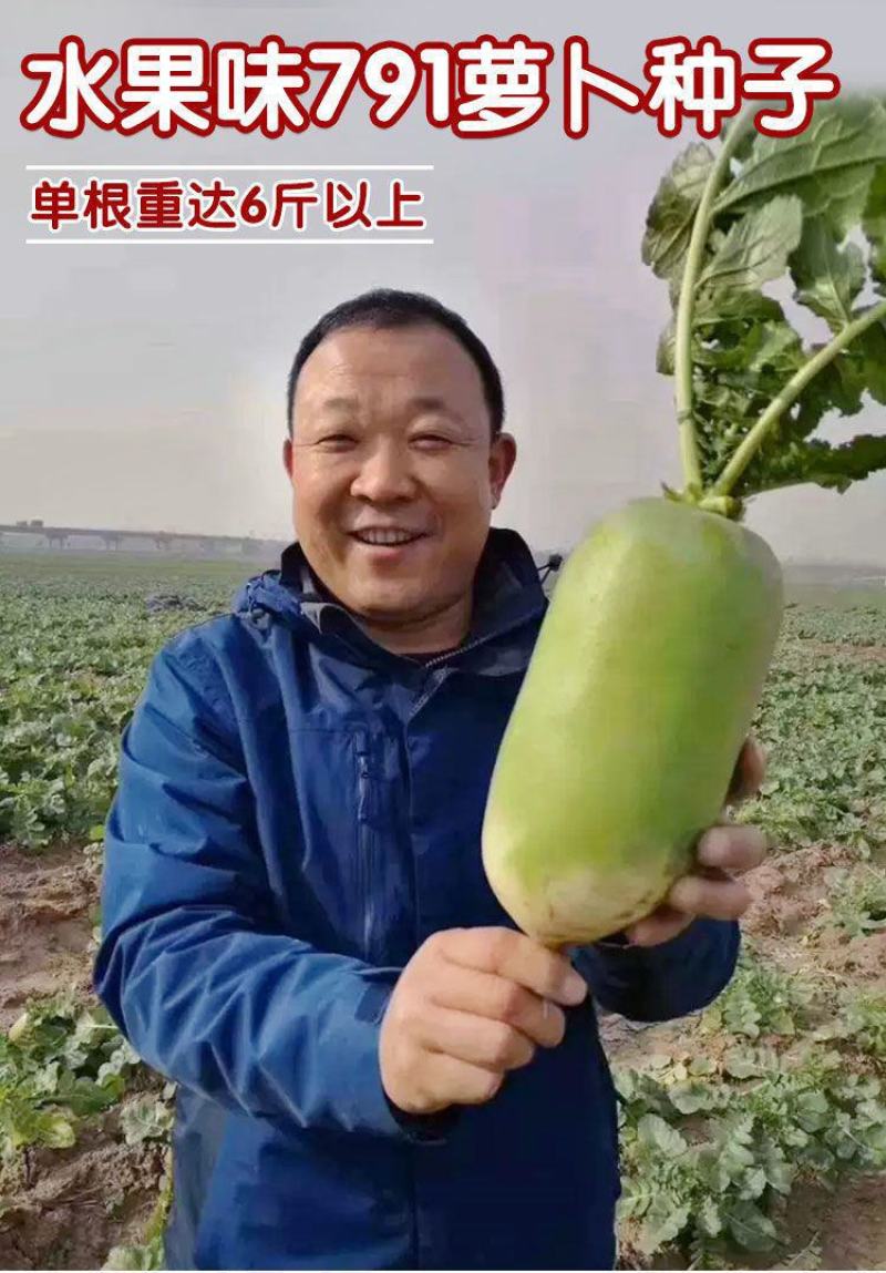 平龙791水果萝卜种子高产耐寒秋冬甜脆青皮青肉水果萝卜种
