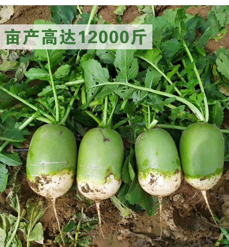 平龙791水果萝卜种子高产耐寒秋冬甜脆青皮青肉水果萝卜种