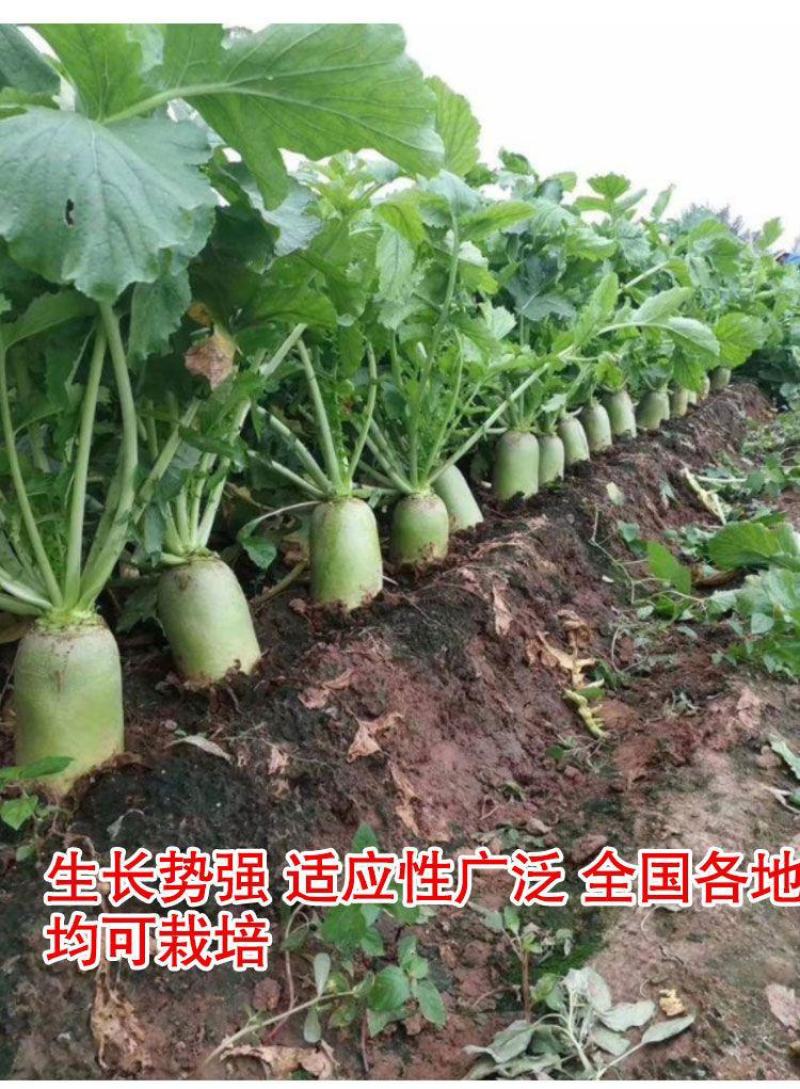 平龙791水果萝卜种子高产耐寒秋冬甜脆青皮青肉水果萝卜种