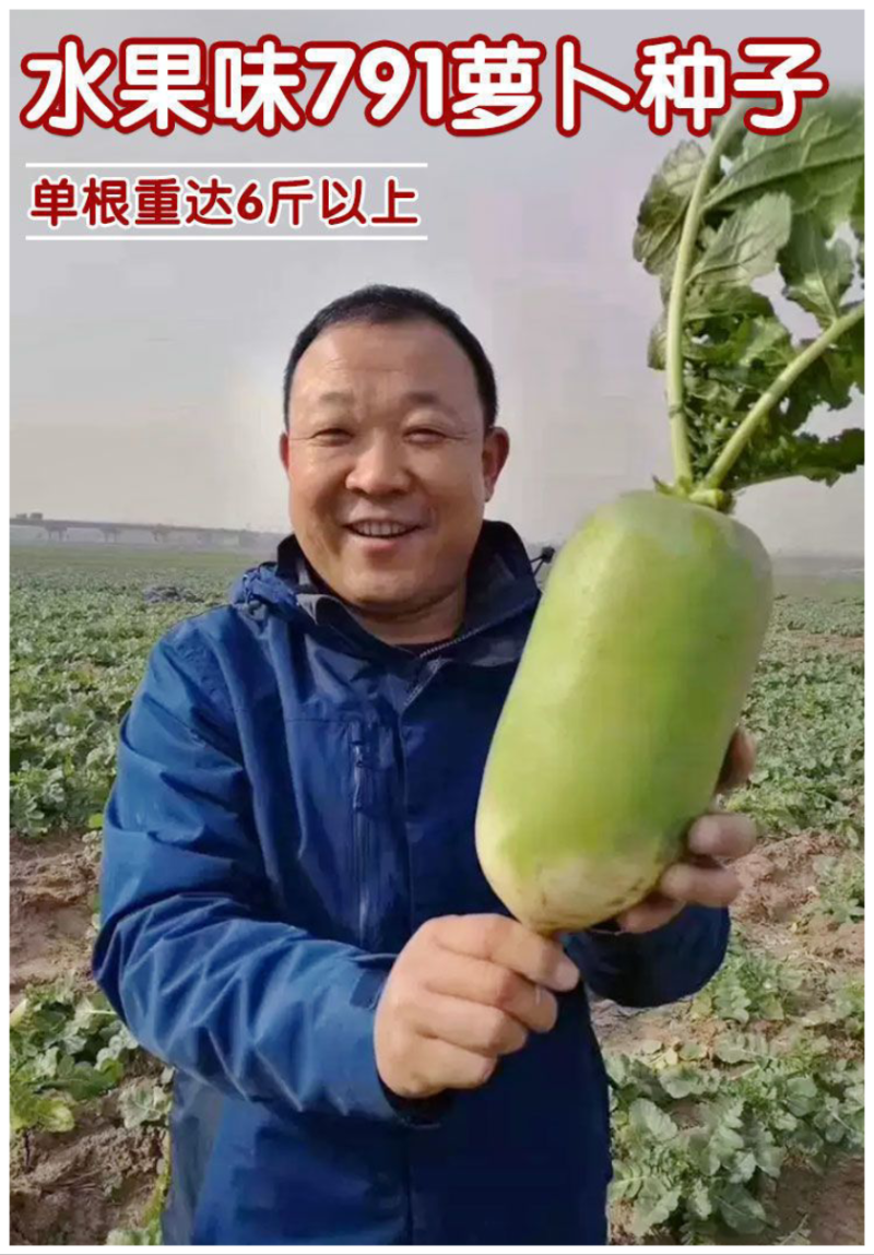 平龙791水果萝卜种子高产耐寒秋冬甜脆青皮青肉水果萝卜种
