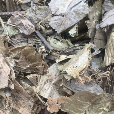 腹水草【包邮】三斤起发货可批量可零售量大从优