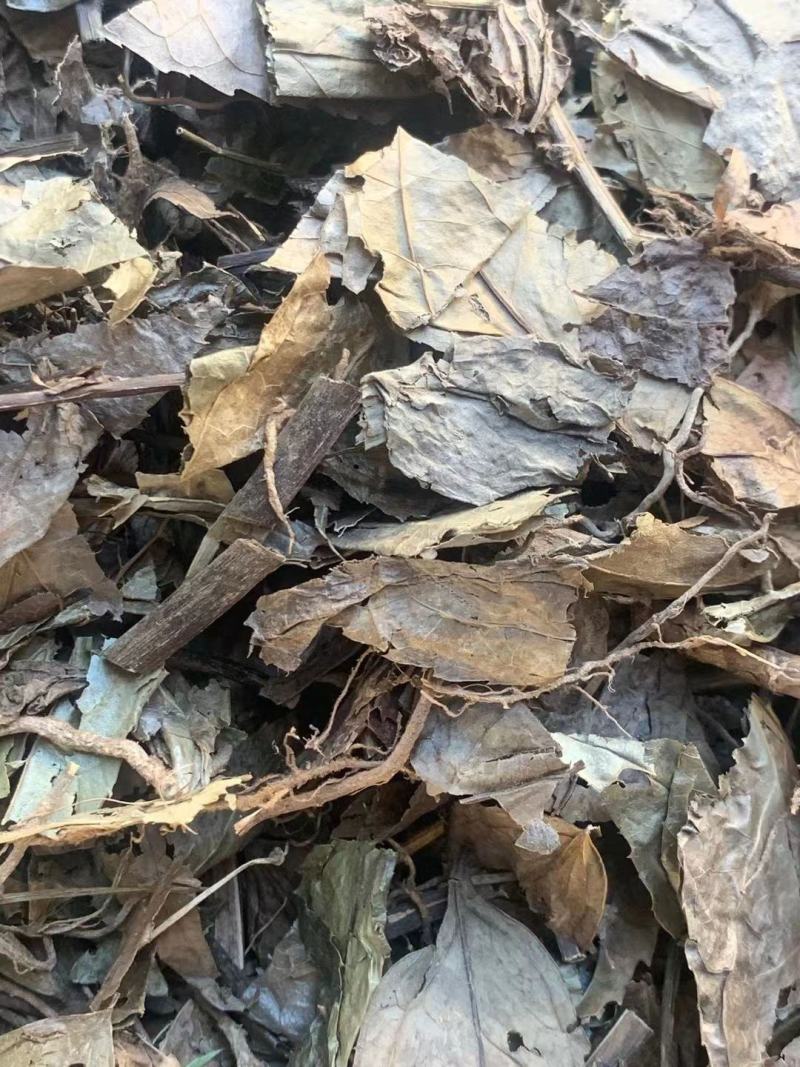 腹水草【包邮】三斤起发货可批量可零售量大从优