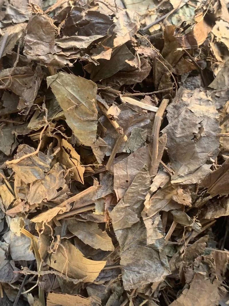 腹水草【包邮】三斤起发货可批量可零售量大从优