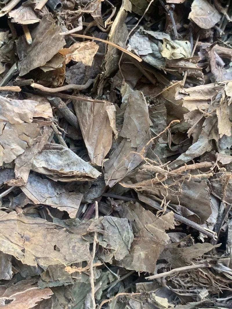 腹水草【包邮】三斤起发货可批量可零售量大从优